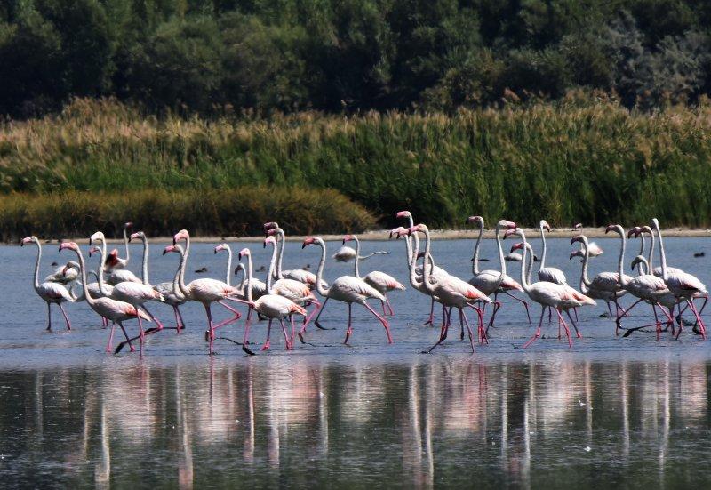 Van Gölü binlerce flamingoya ev sahipliği yapıyor