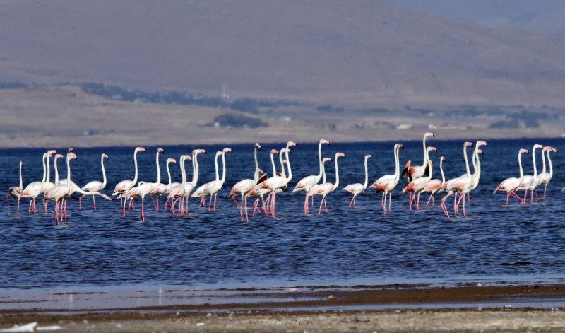 Van Gölü binlerce flamingoya ev sahipliği yapıyor