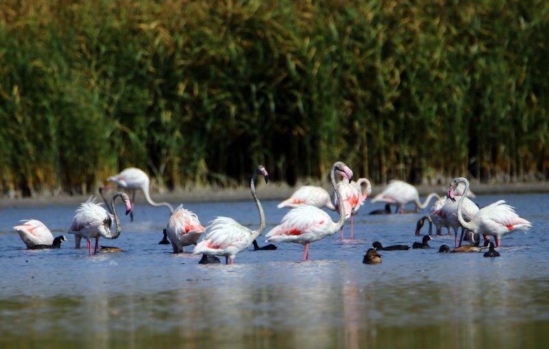 Van Gölü binlerce flamingoya ev sahipliği yapıyor