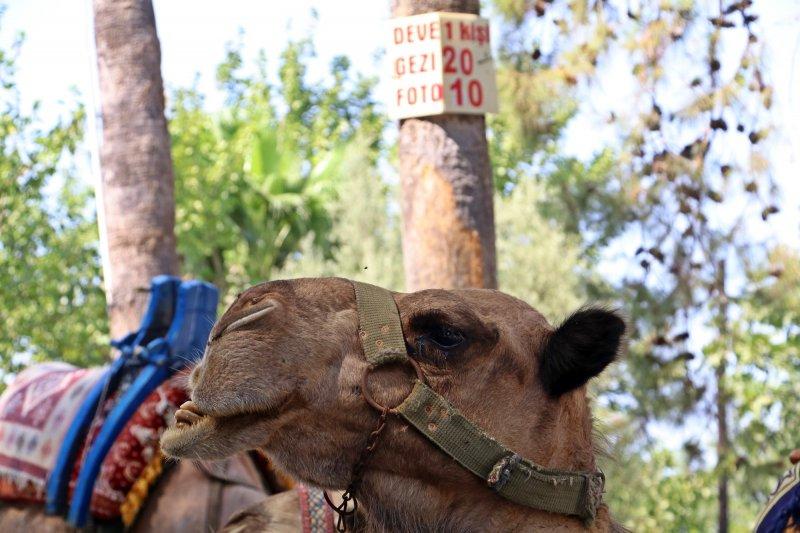 Antalya'da develer tatilcilerin ilgi odağı oluyor
