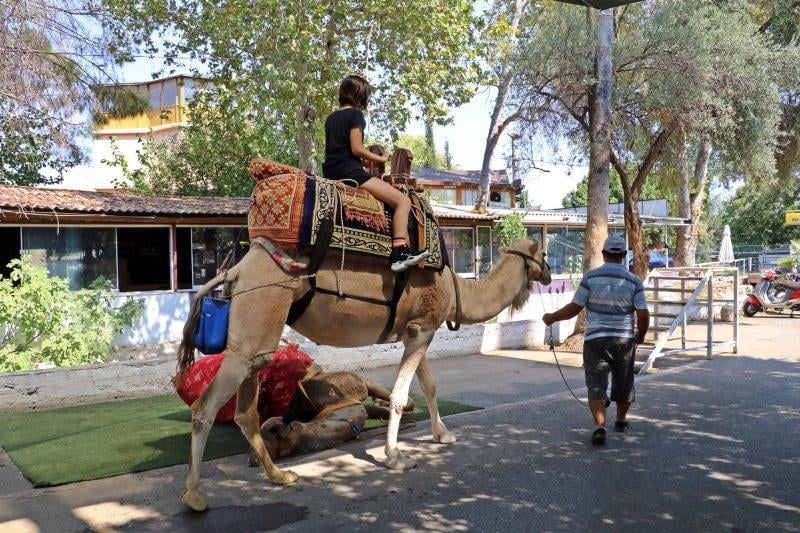 Antalya'da develer tatilcilerin ilgi odağı oluyor