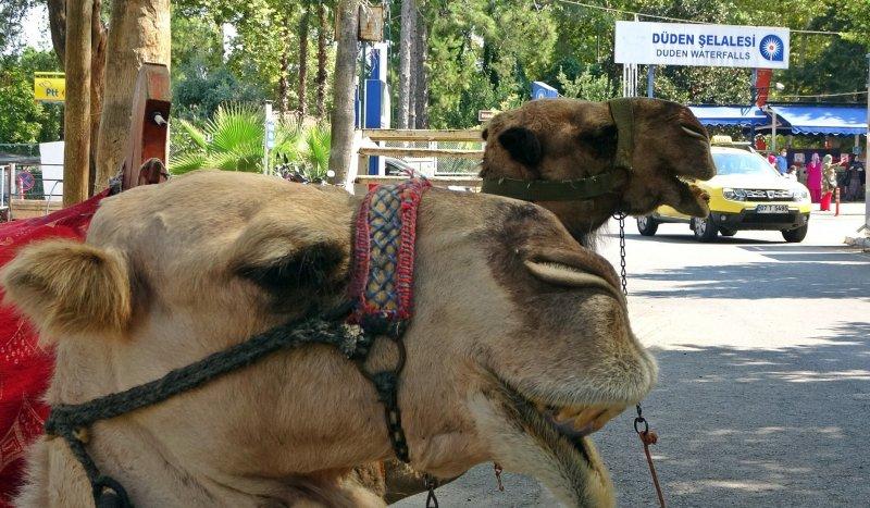 Antalya'da develer tatilcilerin ilgi odağı oluyor