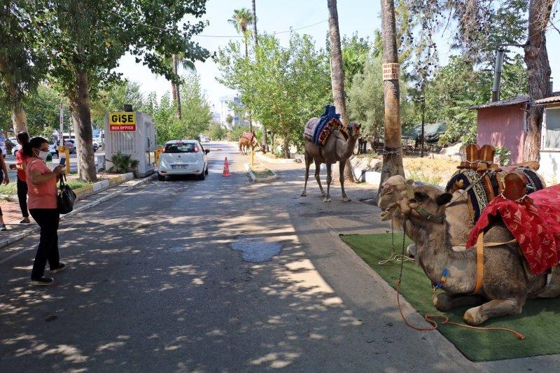 Antalya'da develer tatilcilerin ilgi odağı oluyor