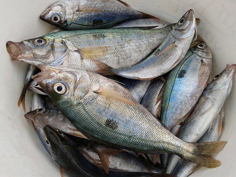 Ekim ayında hangi balık yenmeli? Ekim ayı balıkları ve faydaları nelerdir? 