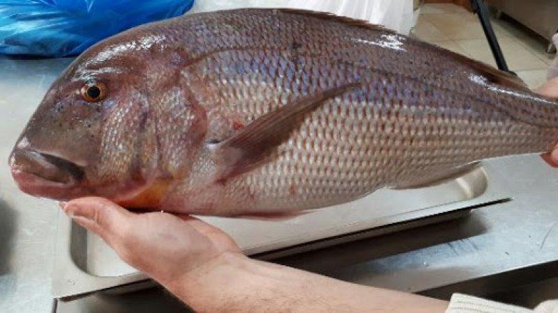 Ekim ayında hangi balık yenmeli? Ekim ayı balıkları ve faydaları nelerdir? 