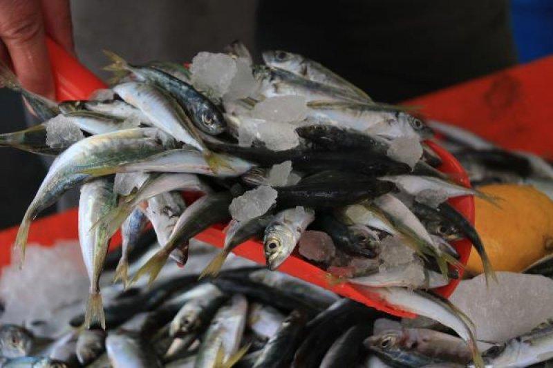 Ekim ayında hangi balık yenmeli? Ekim ayı balıkları ve faydaları nelerdir? 