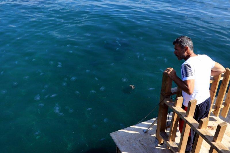 Marmara Denizi'nde denizanası sayısında artış yaşandı