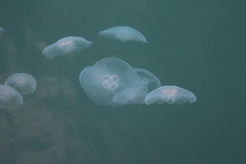 Marmara Denizi'nde denizanası sayısında artış yaşandı