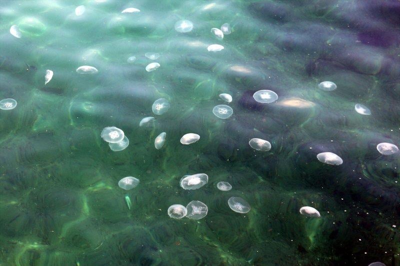 Marmara Denizi'nde denizanası sayısında artış yaşandı