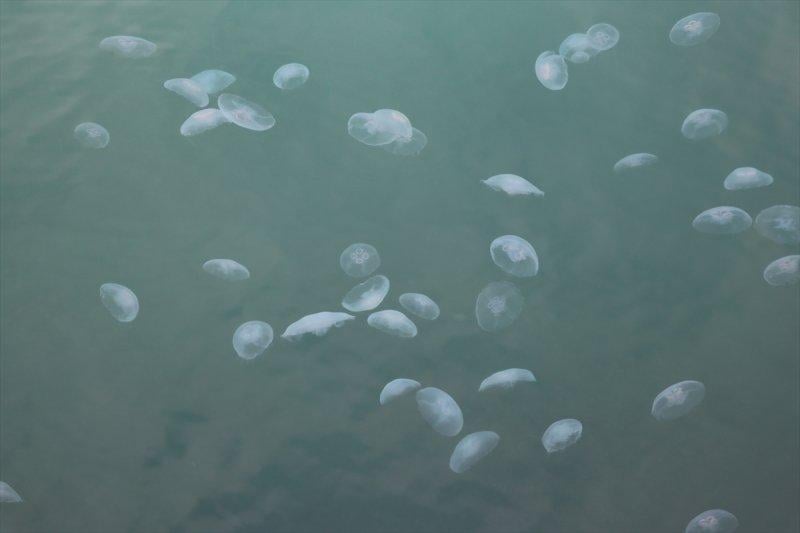 Marmara Denizi'nde denizanası sayısında artış yaşandı
