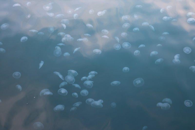 Marmara Denizi'nde denizanası sayısında artış yaşandı