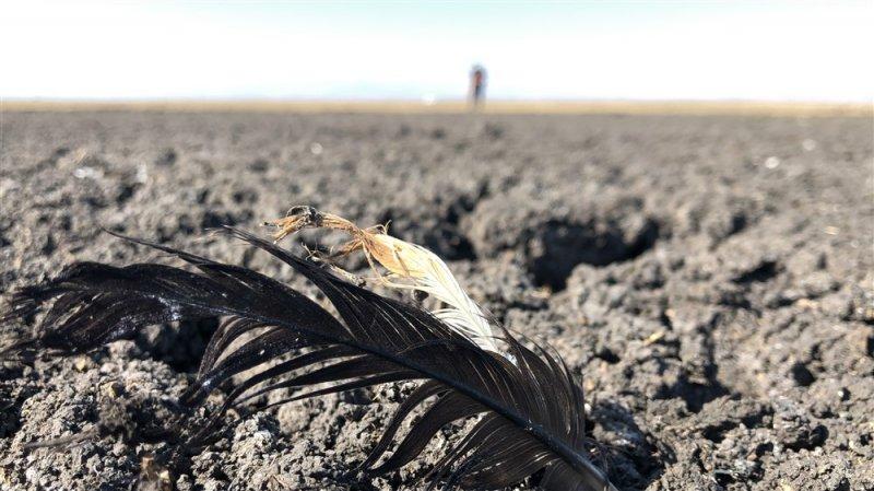 Kuyucuk Gölü Kuş Cenneti tamamen kurudu