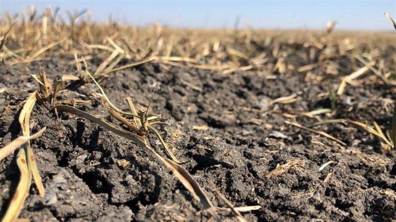 Kuyucuk Gölü Kuş Cenneti tamamen kurudu