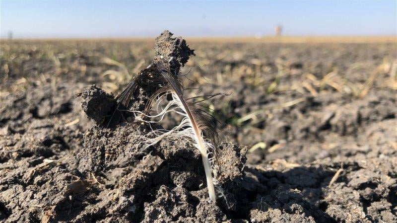 Kuyucuk Gölü Kuş Cenneti tamamen kurudu