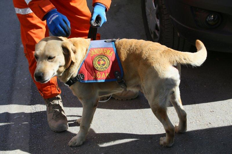Dedektör köpekler, enkaz altındakileri hayata bağlıyor