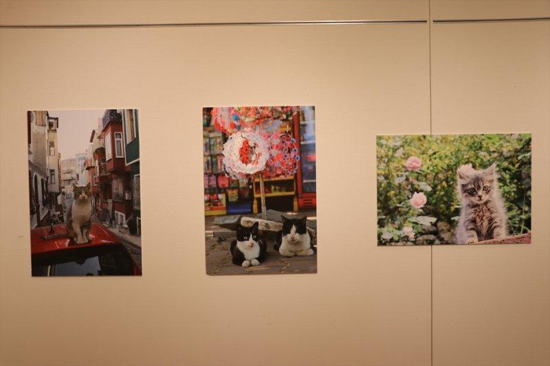Tokyo’da 'Türk Kedisi' fotoğraf sergisi 