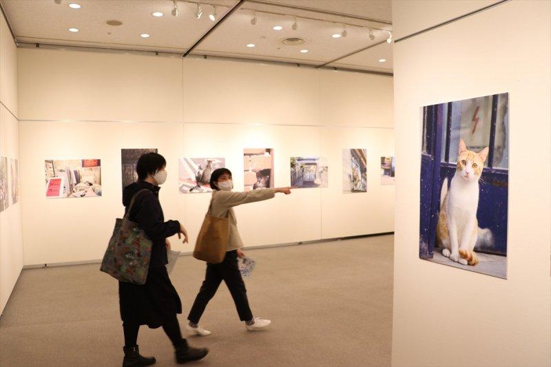 Tokyo’da 'Türk Kedisi' fotoğraf sergisi 