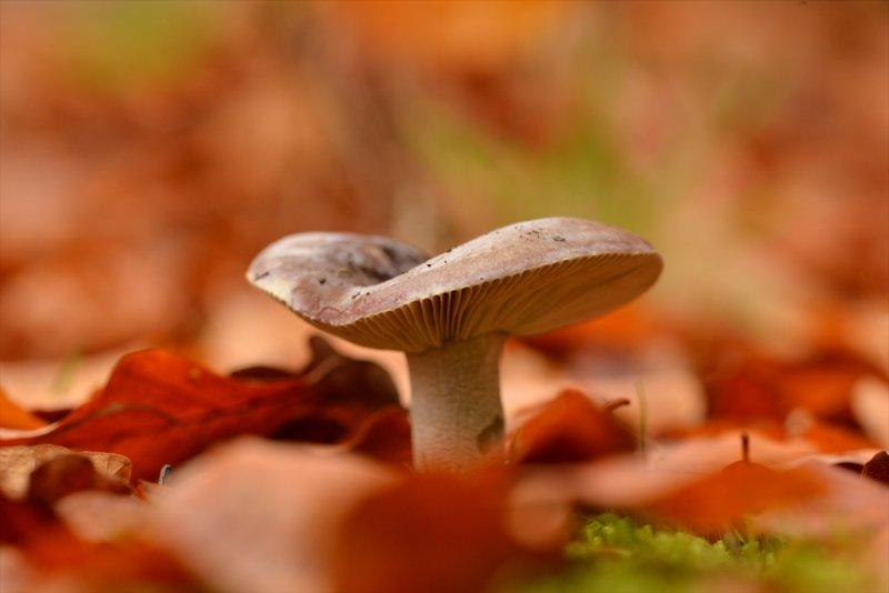 Istranca'da sonbaharın son demleri