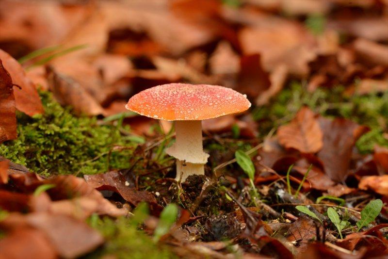 Istranca'da sonbaharın son demleri