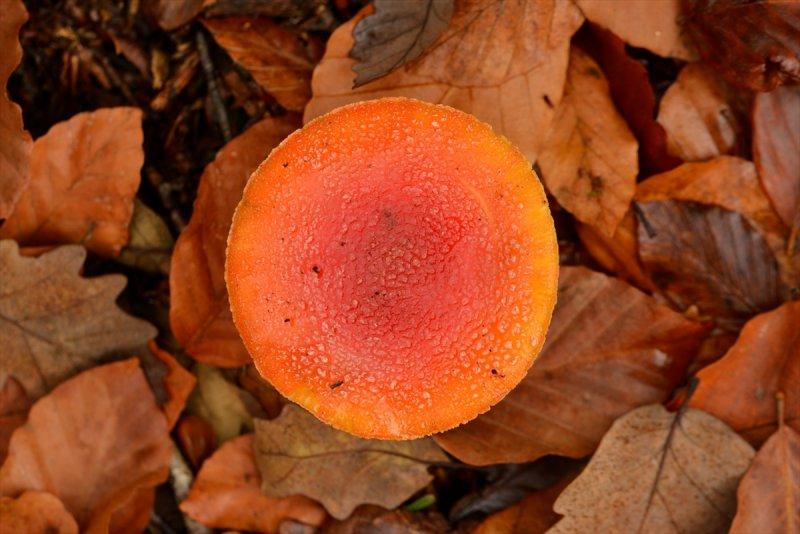 Istranca'da sonbaharın son demleri