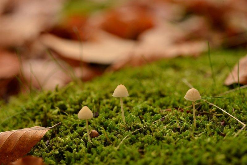 Istranca'da sonbaharın son demleri