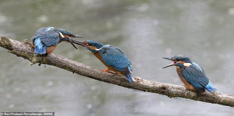 Vahşi yaşamdan çarpıcı kareler