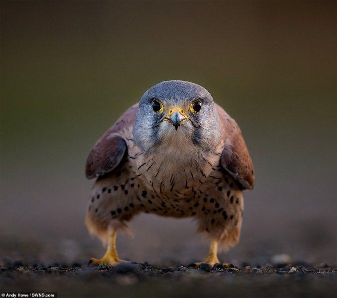 Vahşi yaşamdan çarpıcı kareler