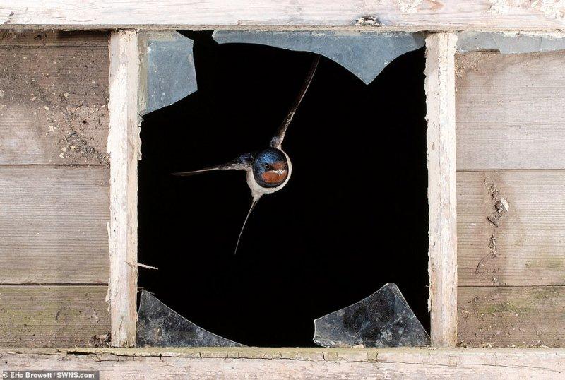 Vahşi yaşamdan çarpıcı kareler