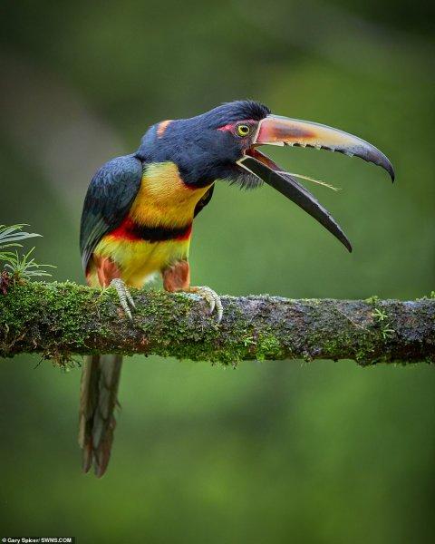 Vahşi yaşamdan çarpıcı kareler