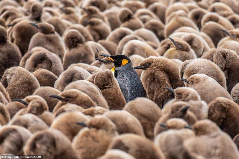Vahşi yaşamdan çarpıcı kareler