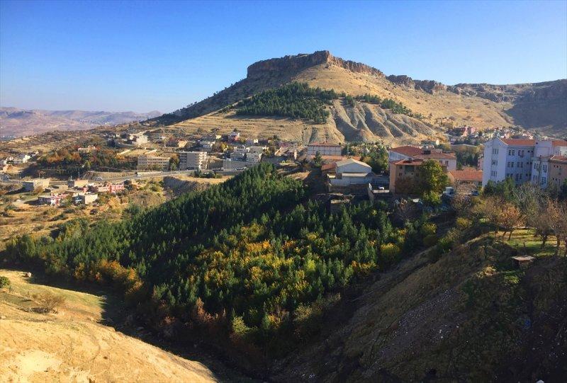 Mardinli Şeyhmus Amca, kendi çabasıyla orman oluşturdu