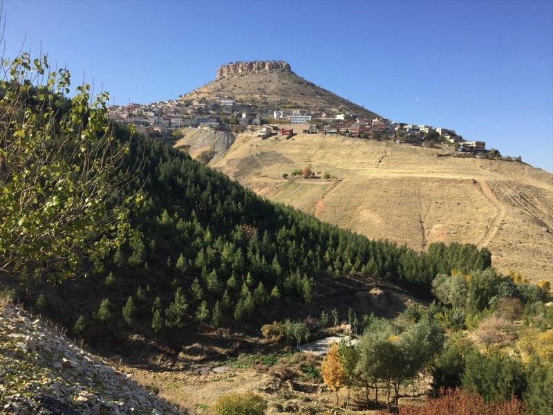 Mardinli Şeyhmus Amca, kendi çabasıyla orman oluşturdu