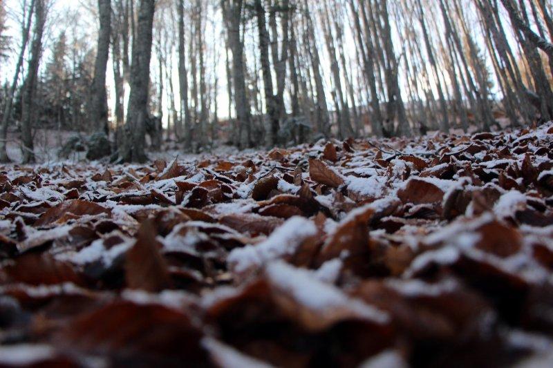 Bolu'da sonbahar yaprakları, karla buluştu