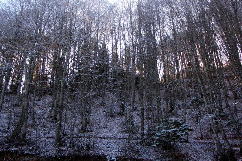 Bolu'da sonbahar yaprakları, karla buluştu