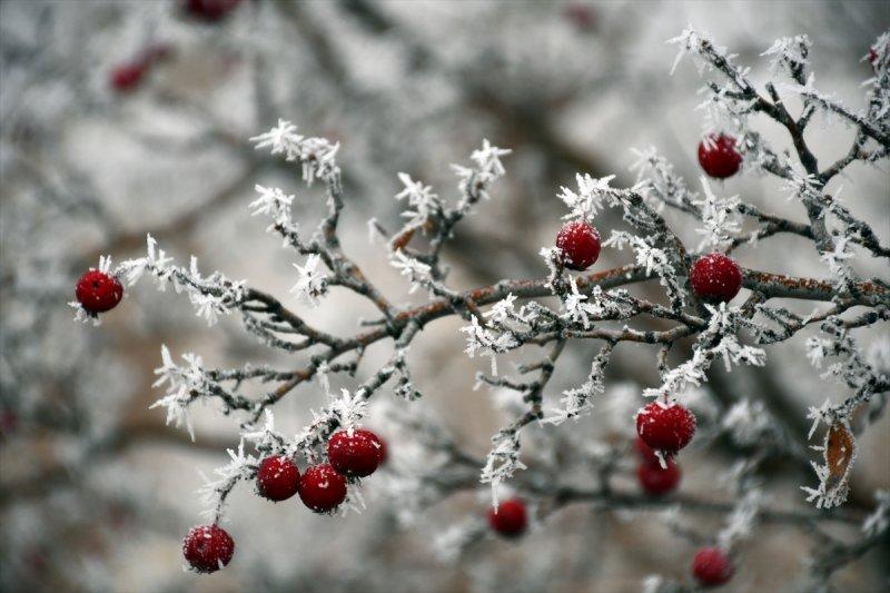 Sivas'ta kırağı ve sis, büyüleyici görüntüleri ortaya çıkardı