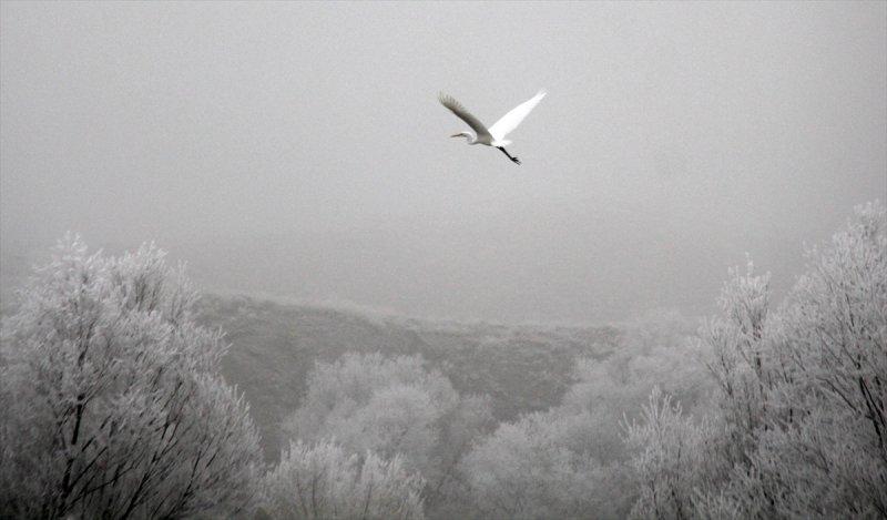 Sivas'ta kırağı ve sis, büyüleyici görüntüleri ortaya çıkardı