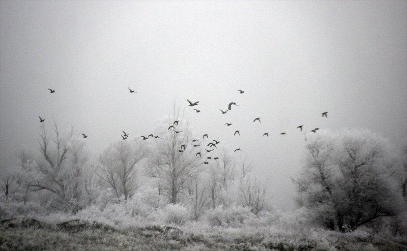Sivas'ta kırağı ve sis, büyüleyici görüntüleri ortaya çıkardı