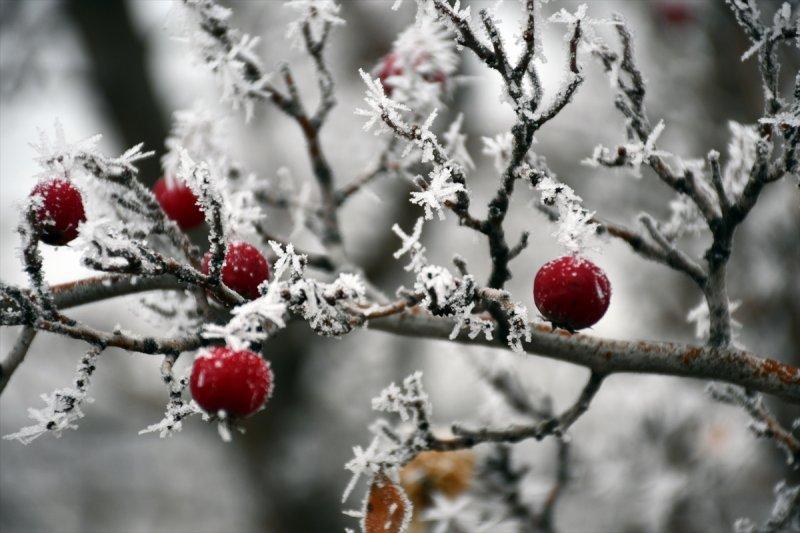 Sivas'ta kırağı ve sis, büyüleyici görüntüleri ortaya çıkardı