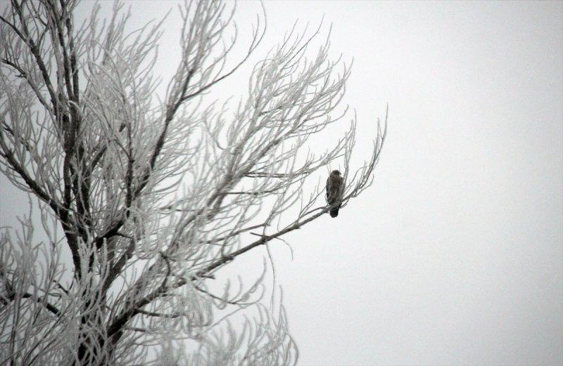 Sivas'ta kırağı ve sis, büyüleyici görüntüleri ortaya çıkardı