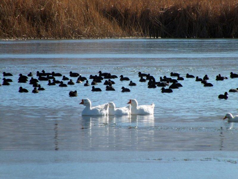 Ulaş Gölü'nün yüzeyi buz tuttu