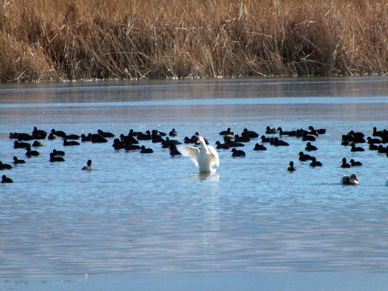 Ulaş Gölü'nün yüzeyi buz tuttu