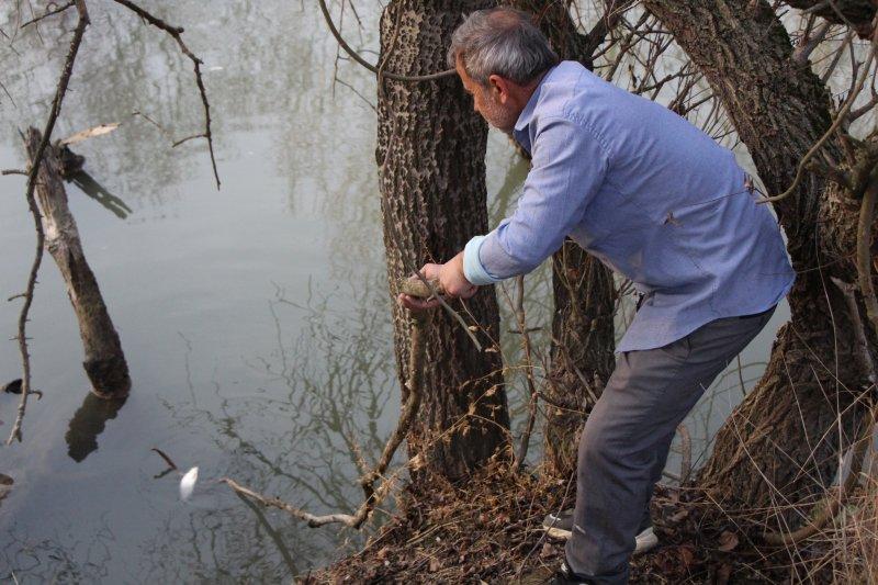Yeşilırmak'ta toplu balık ölümleri
