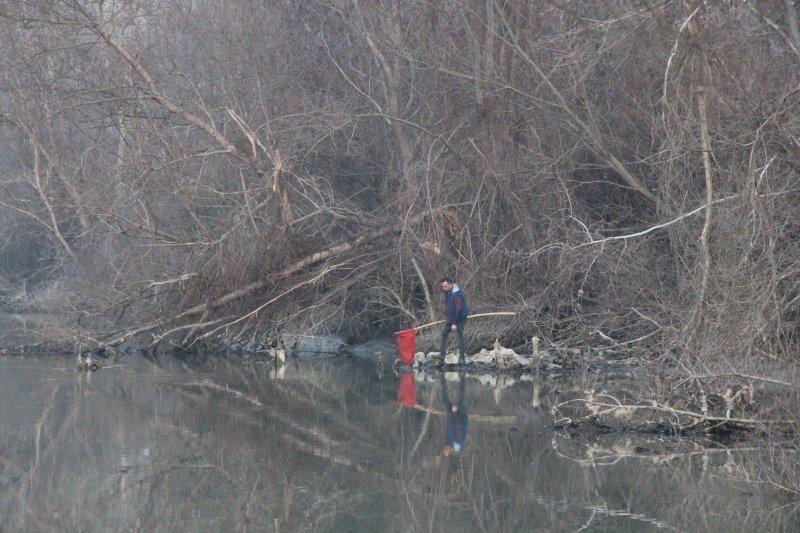Yeşilırmak'ta toplu balık ölümleri