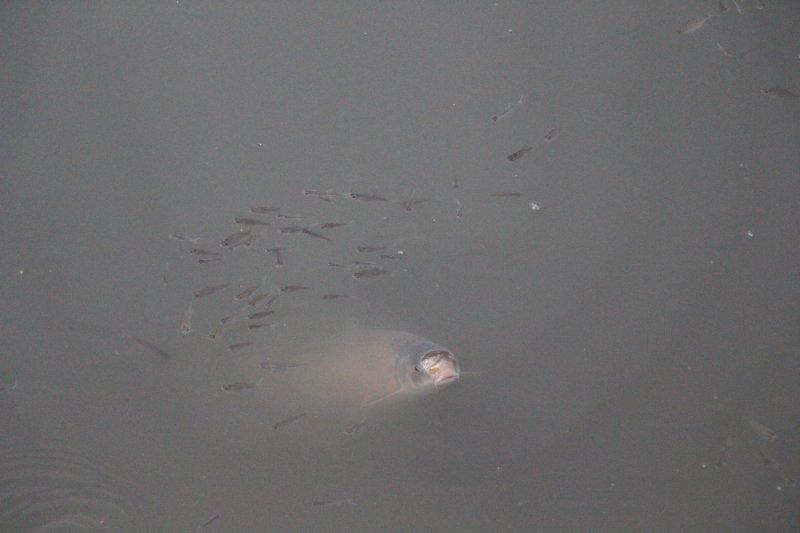 Yeşilırmak'ta toplu balık ölümleri