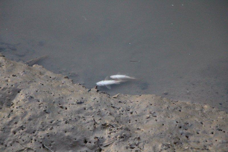 Yeşilırmak'ta toplu balık ölümleri