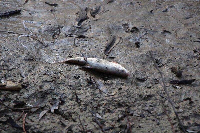 Yeşilırmak'ta toplu balık ölümleri