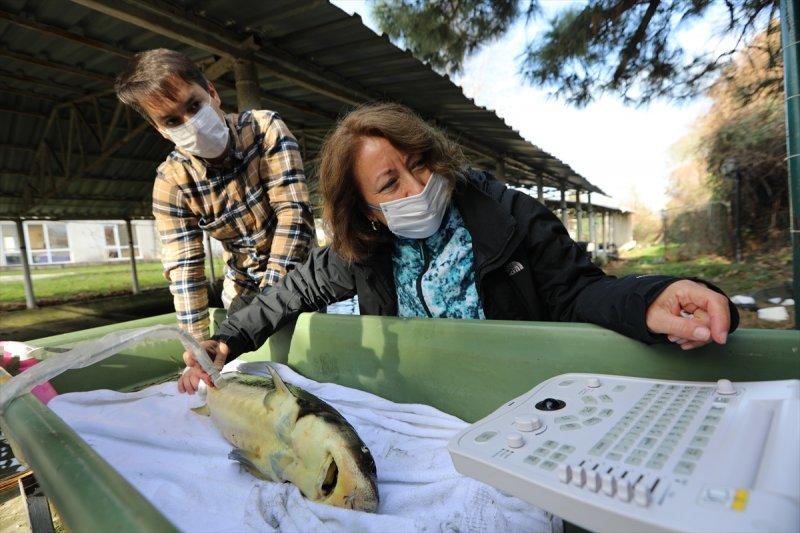 Mersin balığı özel havuzlarda yetiştiriliyor
