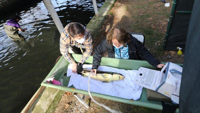 Mersin balığı özel havuzlarda yetiştiriliyor