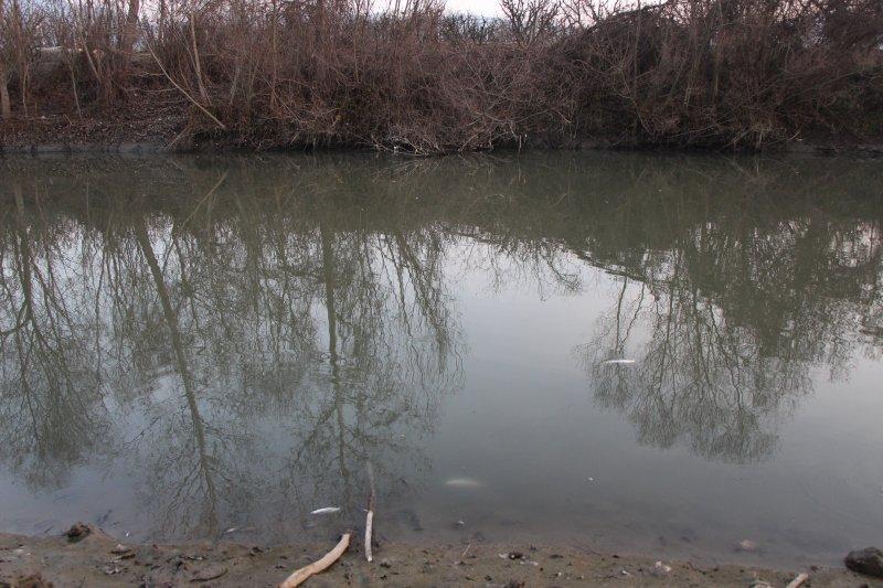 Yeşilırmak'ta toplu balık ölümleri