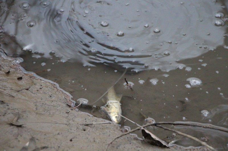 Yeşilırmak'ta toplu balık ölümleri